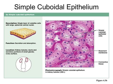 Epithelium, cells,tissues & histology