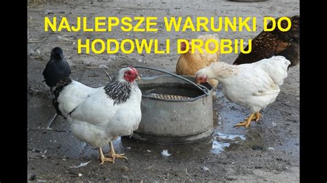 Odcinek 996 NAJLEPSZE WARUNKI DO HODOWLI DROBIU JAK HODOWAĆ KURY