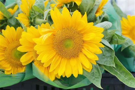 15 Eye-Popping Sunflower Varieties