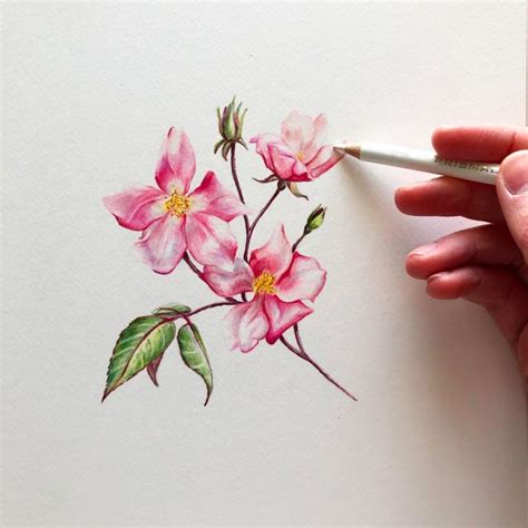 Realistic Pen And Pencil Drawings By Phoebe Atkey Daily Design