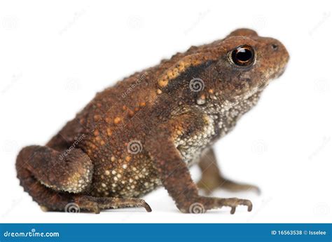 Young Common Toad, Bufo Bufo Stock Photo - Image of invertebrate, side ...