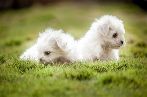 Litter Box Maltese Dr Narendra