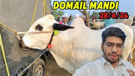 Today Domail Mandi Latest Update Complete Collection 2025 26 Fateh