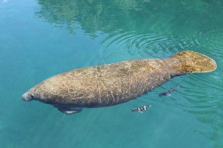 Manatee Migration: Where Do They Go In The Winter? | Woody’s Watersports