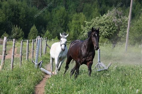 White and black horses running at the field — Stock Photo © virgonira ...