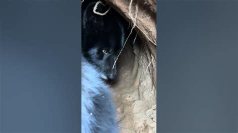 Логово Гул’дана 🐺🌱 - YouTube