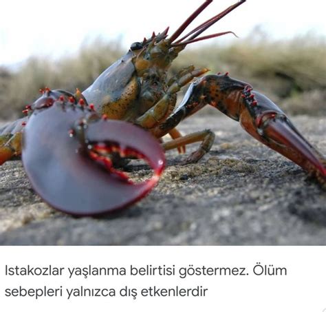 Pin By On Bilgi Al Nt Lar American Lobster Maine Lobster