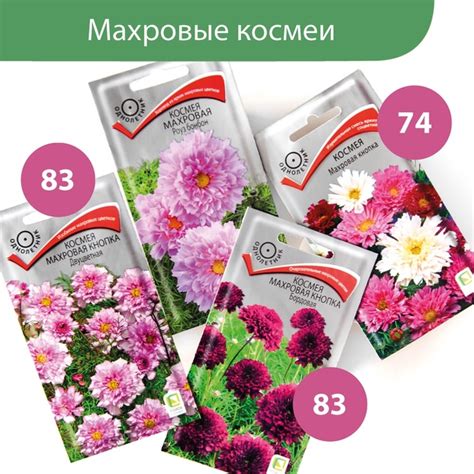 ЭФФЕКТНЫЕ МАХРОВЫЕ КОСМЕИ! Друзья, посмотрите какие они красивые, с ...