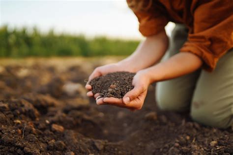 How To Get Rid Of Bugs In Garden Soil Our Blue Ridge House