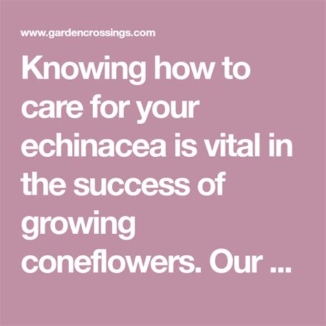 Echinacea Care Planting Growing Cultural Information Echinacea