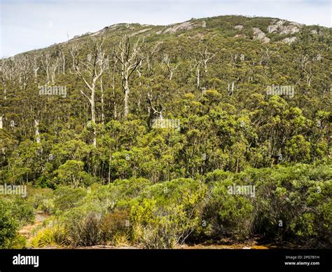 Dense Karri Forest Under Nancy Peak Seen From The Devils Slide