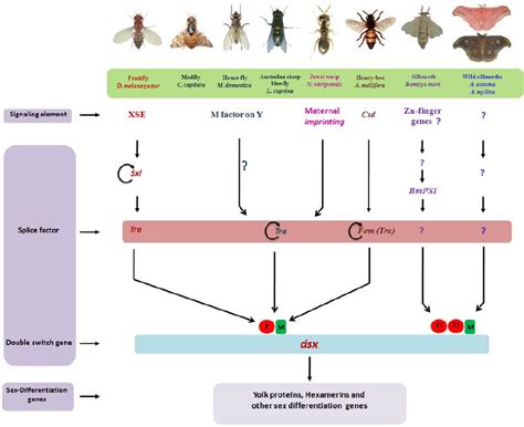 Schematic Diagram Representing The Players Of The Sex Free Download