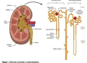 Urinario de pared la solución práctica para espacios reducidos