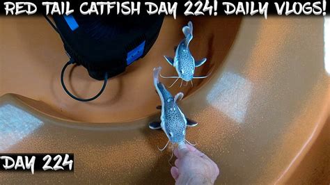 Day Daily Red Tail Catfish Vlog Watch Them Grow Youtube