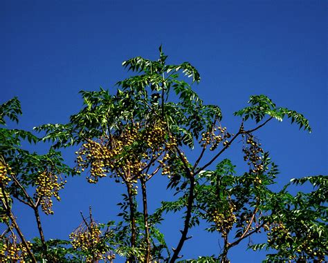 Chinaberry Tree I6287 Aargh The Contrast Of The Green Ye Flickr