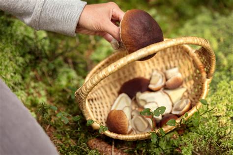 Quand et comment bien cueillir les champignons en forêt