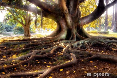 Fotomural Rbol Centenario Con Un Gran Tronco Y Ra Ces Grandes Sobre El