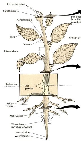 Der Pflanzenk Rper Zellwand Meristeme Wachstumssteuerung