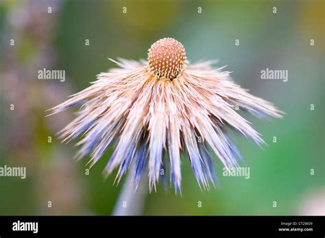 Echinops Orientalis Globe Thistle Blue Flower Turning To Seed Stock