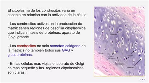 TEJIDO CARTILAGINOSO Histología I pptx PPT