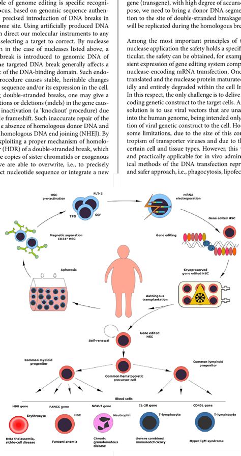 Flow Chart Of Genome Editing Procedure For Treatment Of Monogenic Download Scientific Diagram