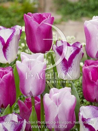 Affaire-Gabriella-Purple Raven Botanical stockphoto - F-Views