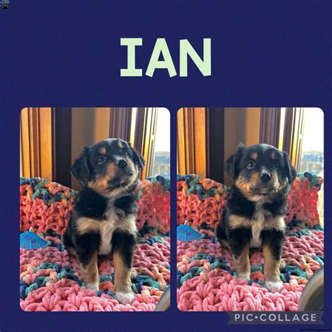 Ian - Toy Australian Shepherd Puppy For Sale in Pennsylvania