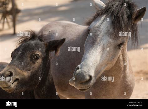 rare Skyros horse pony endangered Greece Stock Photo - Alamy