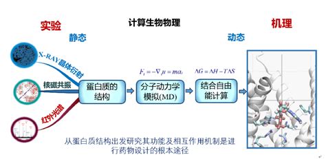 蛋白结构、分子对接、分子动力学、aidd深度学习最新专题合集 哔哩哔哩