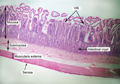 Histology Model Esophagus Stomach Small Intestine Large Intestine | The ...