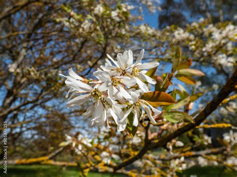 Close Up Shot Of The White Star Shaped Flowers Of The Flowering Shrub