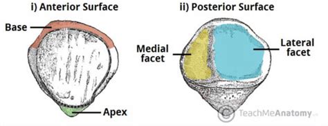 Anatomy of the patella Flashcards | Quizlet