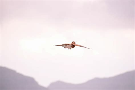 Premium Photo | Hunting and flying common kestrel hawk bird