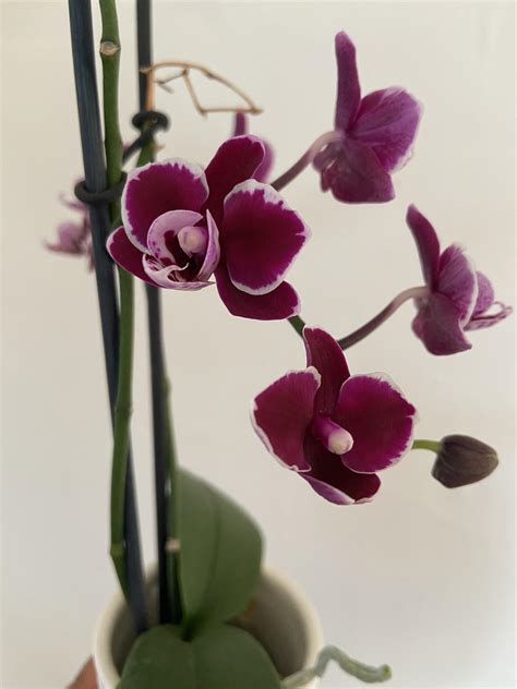Peloric mini phal? : r/orchids