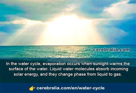 THE WATER CYCLE 】 ️ Evaporation, Condensation, Precipitation