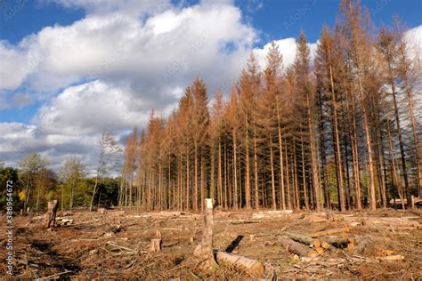 Dead Trees And Deforested Woodland By Reason Of Drought And Bark Beetle Infestation In Times Of