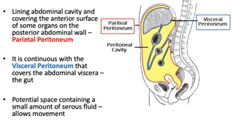 The Peritoneum Flashcards Quizlet