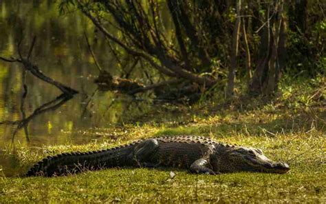 Are Everglades airboat rides safe? | Airboat Rides Fort Lauderdale