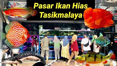 Unik Unik Murah Pasar Ikan Hias Terbesar Di Tasikmalaya YouTube