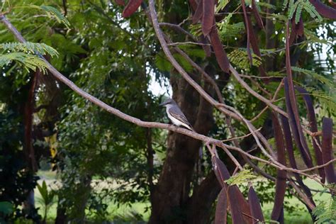 White Breasted Thrasher Ramphocinclus Brachyurus Flickr