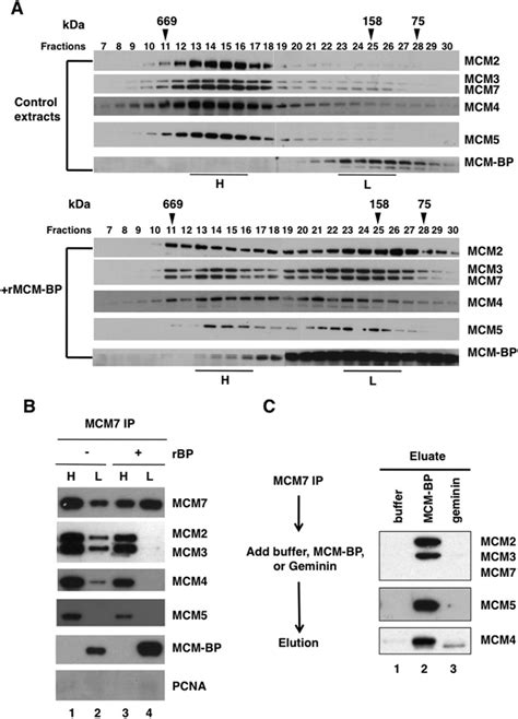 Excess Mcm Bp Dissociates The Mcm Hexameric Complex A Xenopus