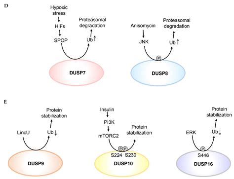 IJMS Free Full Text Regulation Of Dual Specificity Phosphatase