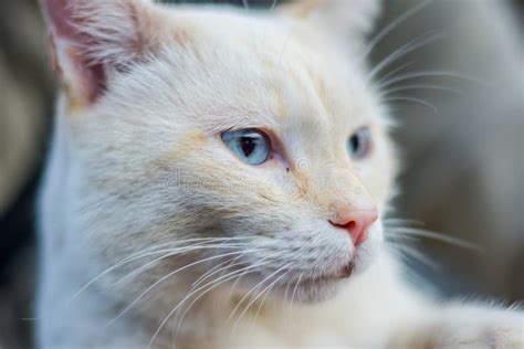 Gato Branco Olhos Azuis Foto De Stock Imagem De Macio