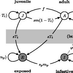 Life cycle of the European green crab, Carcinus maenas, in a population ...