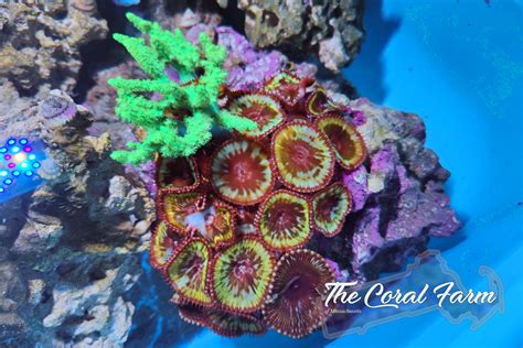 Palythoa Grandis Coral Frags - Buy Online!