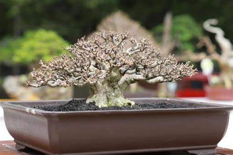 Come Dare Acqua Bonsai Mondo Bonsai