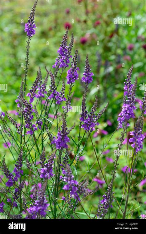 Linaria Purpurea Purple Toadflax Flower Flowers Flowering Spike