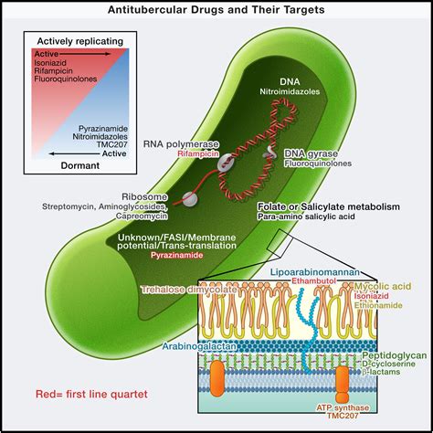 Tuberculosis Bacteria Structure