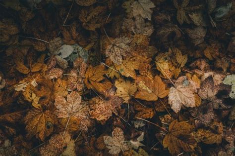 Les Fonds Décran Feuille Brown Formation Feuilles Caduques