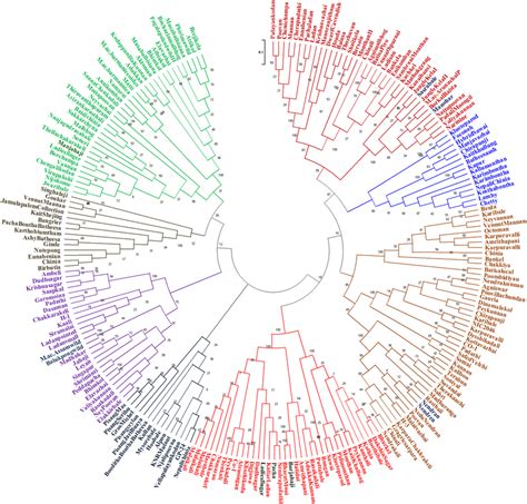 Dendrogram Showing The Genetic Diversity And Genetic Relatedness Among